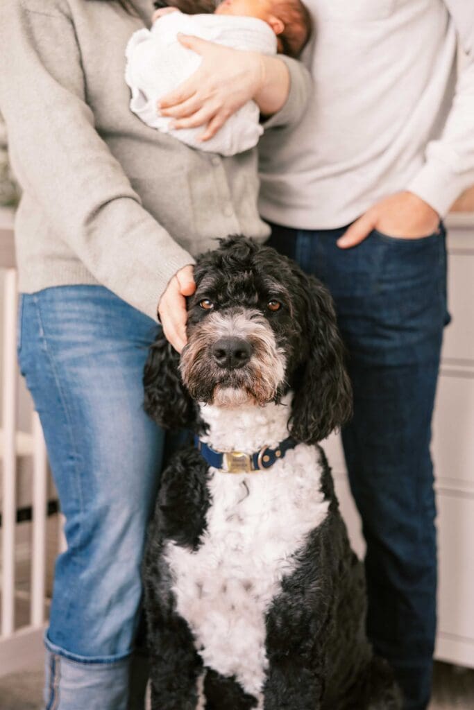 Bernedoodle with his newborn baby sister in San Francisco apartment