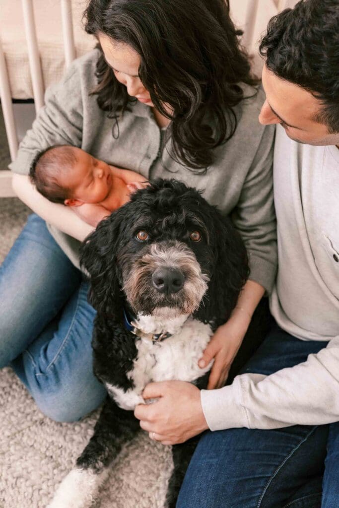 New mom and dad holding their newborn baby in the background with their bernedoodle looking at the camera