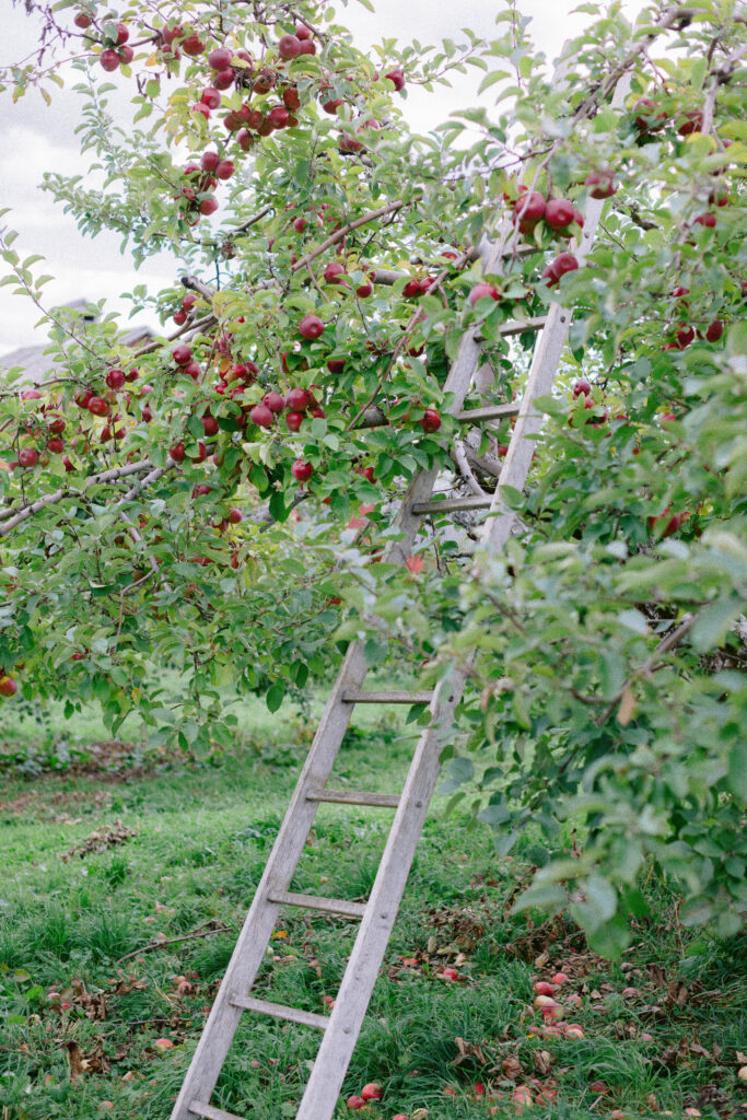 Wooden ladder leaning against a tree in a green apple orchard at a Bay Area pumpkin patch, with bright red apples peeking out from the trees